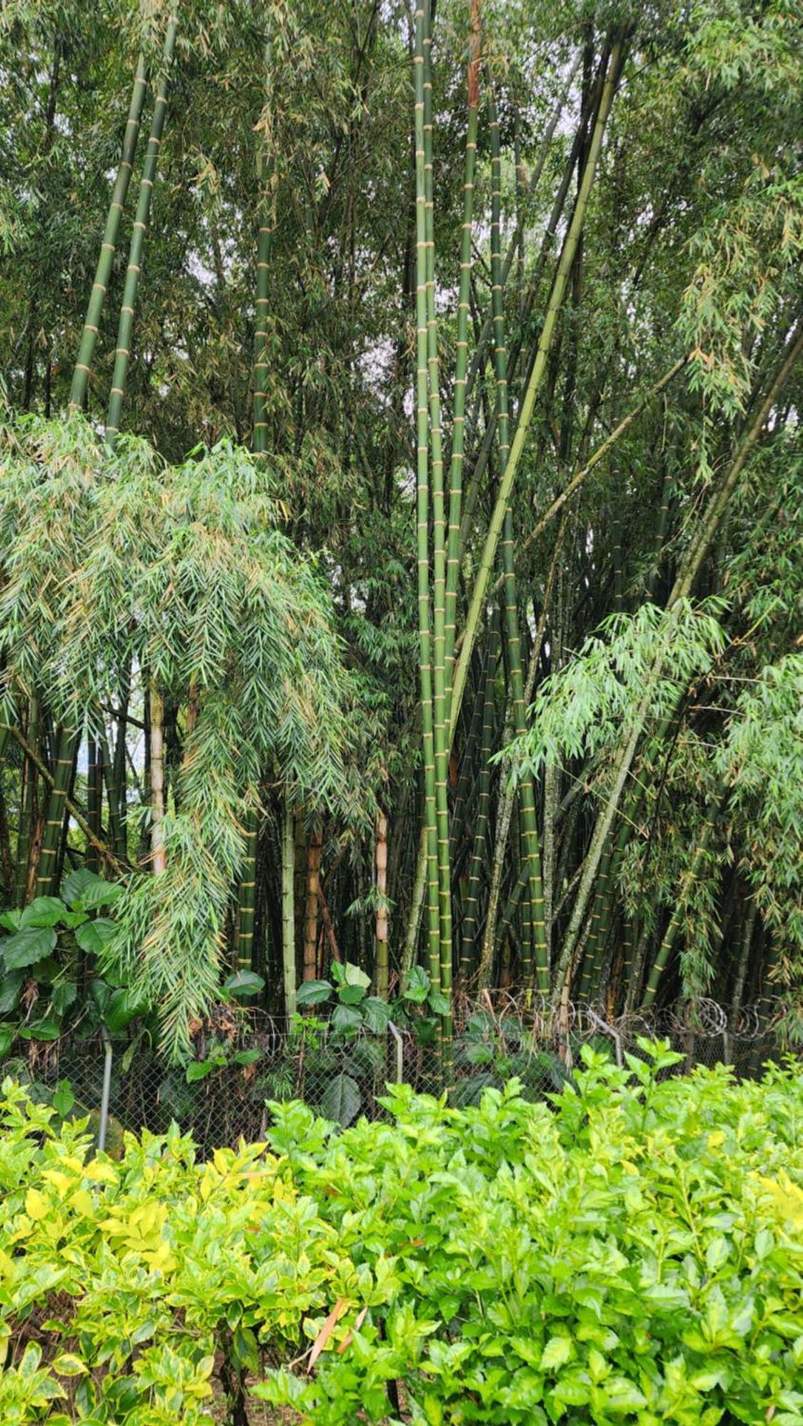 Nuevo, Eje Cafetero, Rodeado De Naturaleza.