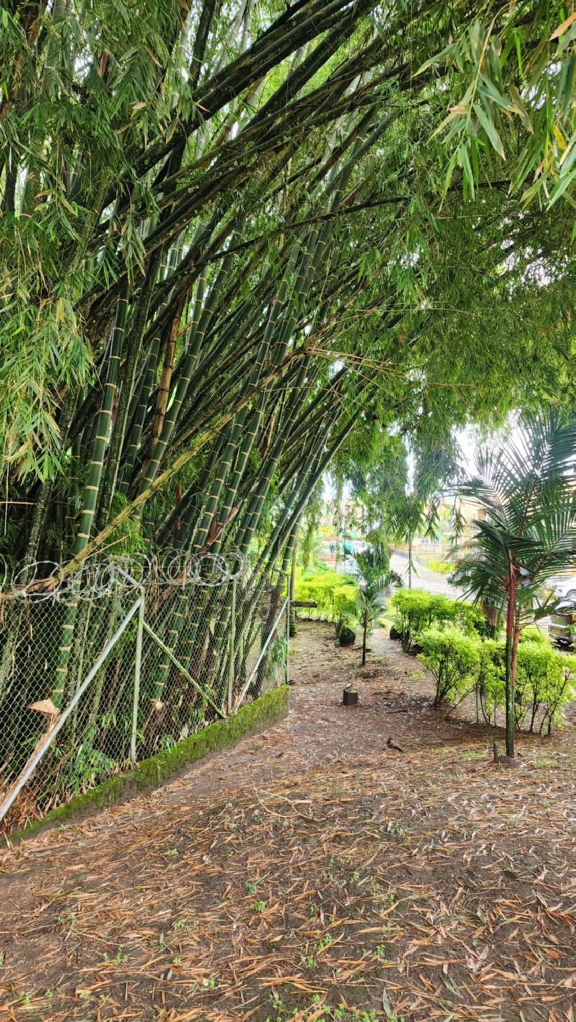 Nuevo, Eje Cafetero, Rodeado De Naturaleza. El Edén